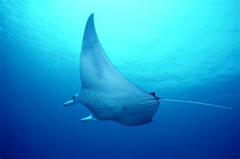 MANTA